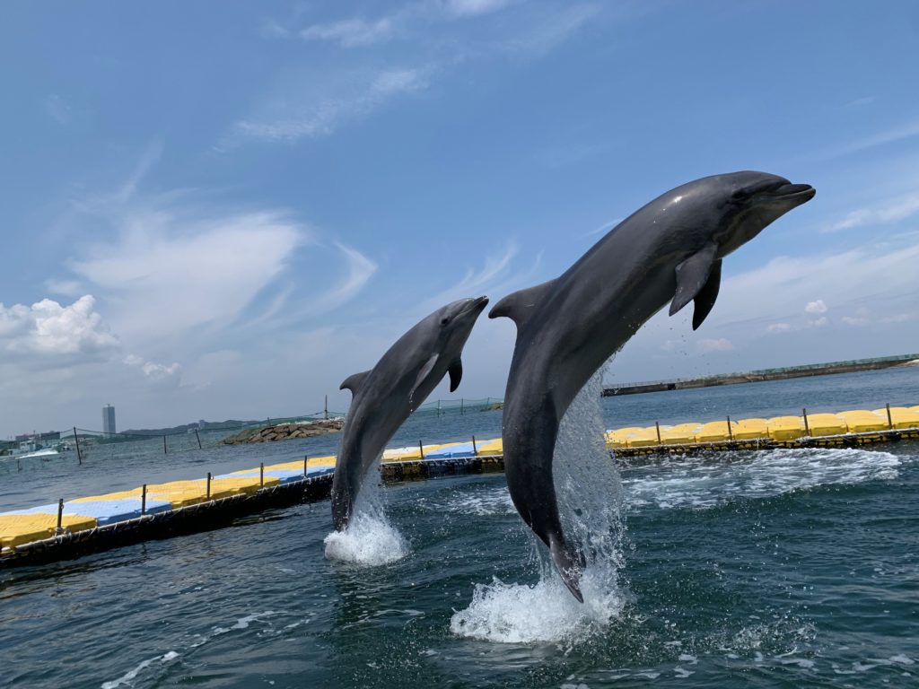 日間賀島ドルフィンビーチ2025」開催決定いたしました！ | 日間